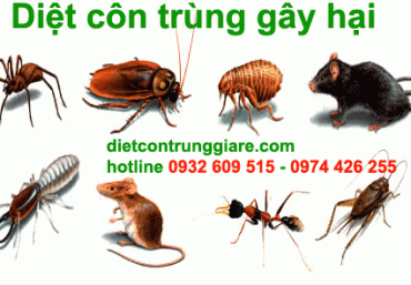 Dịch vụ kiểm soát côn trùng gây hại giá rẻ