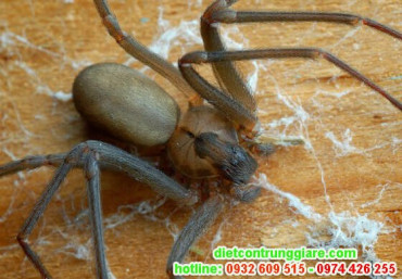 Các loài nhện nguy hiểm và có độc