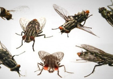 Tìm hiểu về ruồi giấm