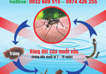 Tại sao muỗi xuất hiện vào mùa hè và mùa xuân ?