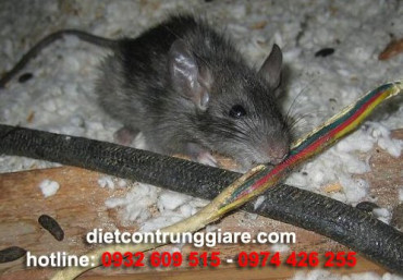 Tìm hiểu về loài Chuột