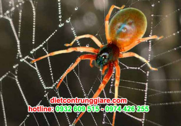 Dịch vụ kiếm soát nhện tại nhà chuyên nghiệp