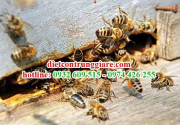 Dịch vụ kiểm soát ong giá rẻ tại nhà