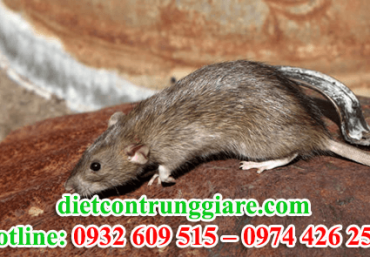 Diệt chuột tại quận Bình Thạnh giá rẻ