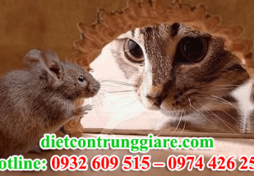 Diệt chuột tại quận Gò Vấp giá rẻ