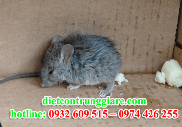 Diệt chuột tại quận Tân Phú giá rẻ