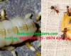 Dịch vụ Pest Control tại quận Tân Bình giá rẻ