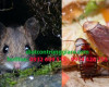 Dịch vụ Pest Control tại quận Tân Phú giá rẻ