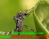 Dịch vụ diệt muỗi tại tphcm giá rẻ