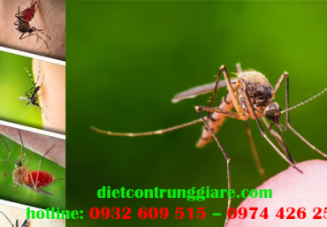 Dịch vụ diệt muỗi nhanh giá rẻ