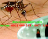 Dịch vụ diệt muỗi tại Thủ Đức giá rẻ