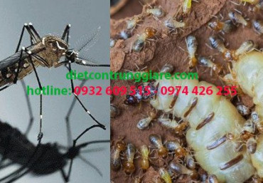 Top 3 côn trùng gây hại thường gặp