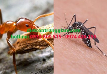 Top 4 côn trùng gây hại trong nhà