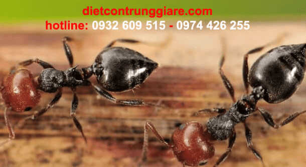 cách phòng và diệt trừ kiến Acrobat