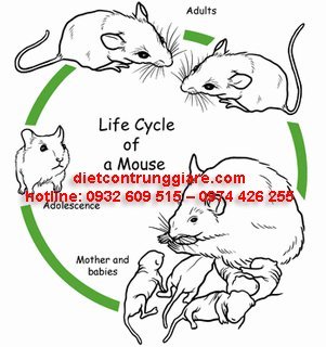chu kỳ sống của một con chuột