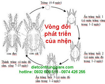 vòng đời phát triển của nhện