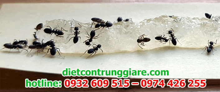 dịch vụ diệt kiến ba khoang tại quận Gò Vấp