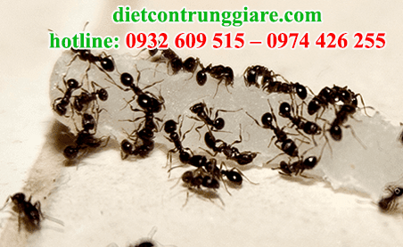 dịch vụ diệt kiến ba khoang tại tphcm