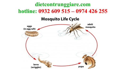 diệt muỗi giá rẻ an toàn hiệu quả