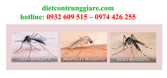 diệt muỗi tại quận tân bình