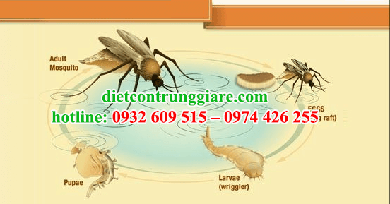kiểm soát muỗi tại quận tân phú giá rẻ