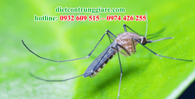 kiểm soát muỗi quận Thủ Đức giá rẻ