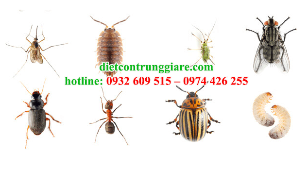kiểm soát côn trùng gây hại Bình Chánh