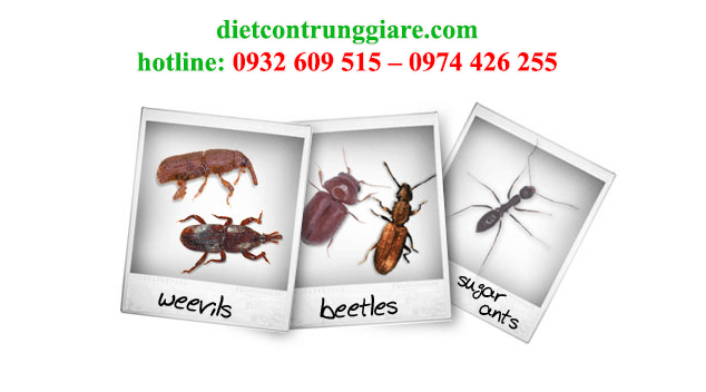 kiểm soát côn trùng gây hại Bình Tân