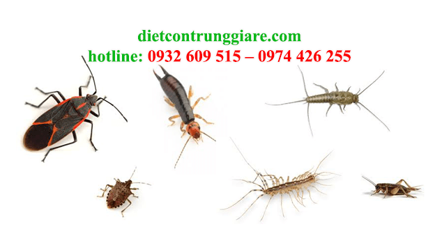 Kiểm soát côn trùng gây hại hóc môn