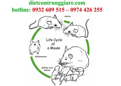quá trình sinh sản và phát triển của chuột