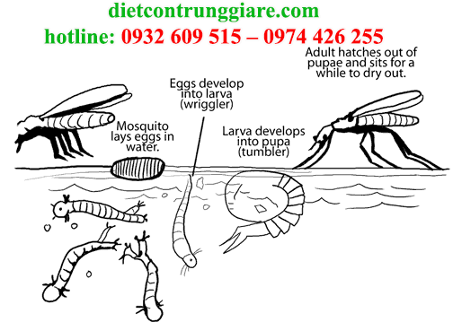 quá trình sinh sản và phát triển của muỗi