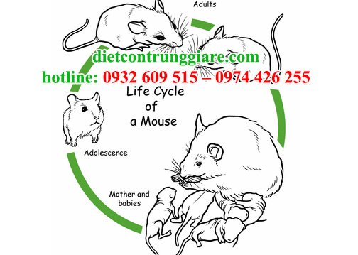 vòng đời phát triển của chuột
