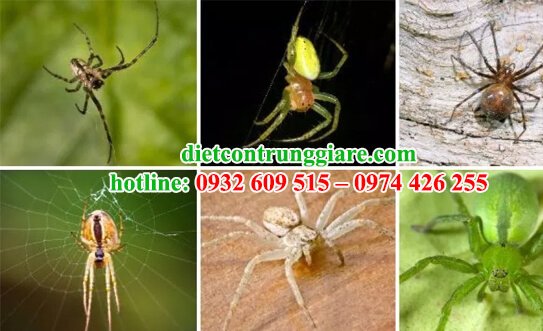 top 5 những loài nhện thường gặp