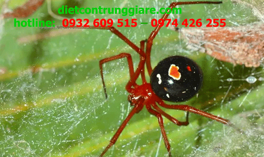 Tất cả các loại nhện đều có độc