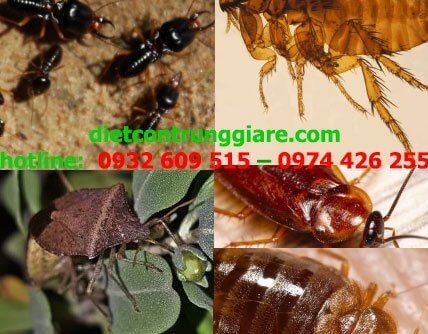 Top côn trùng gây hại thường gặp