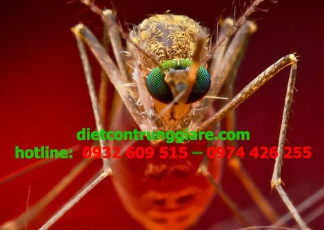 Các loài muỗi phổ biến nhất