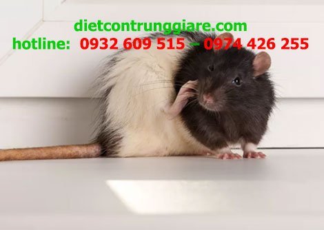 Sự khác biệt giữa chuột cống và chuột nhắt