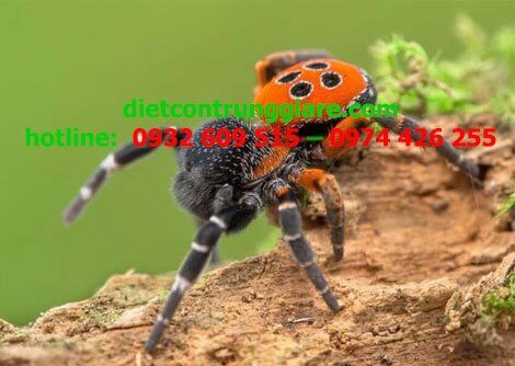 Loài nhện nào nguy hiểm nhất