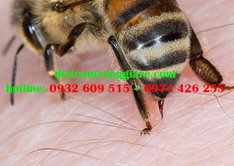 Sơ cứu vết ong chích