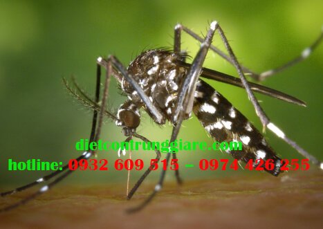 Thuốc nào có tác dụng đuổi muỗi?