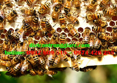 Lợi ích của ong là gì?