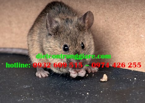 Chuột ăn gì trong tự nhiên?
