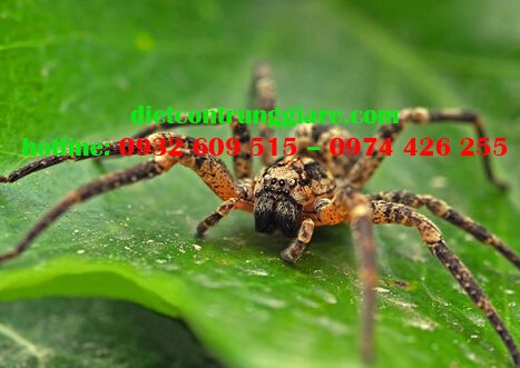 Kiểm soát nhện chuyên nghiệp