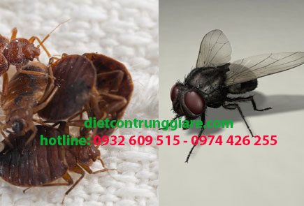Dịch vụ Pest Control tại quận Bình Thạnh giá rẻ