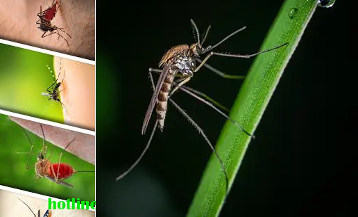 Dịch vụ diệt muỗi tại quận Gò Vấp giá rẻ