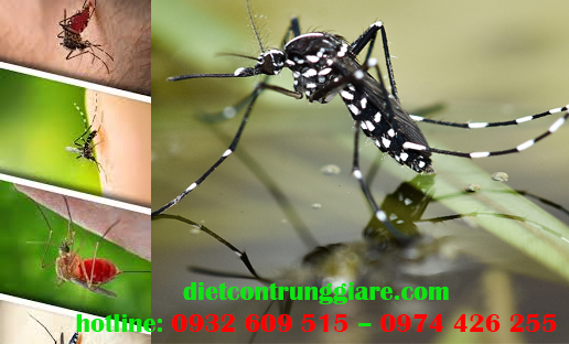 Diệt muỗi giá rẻ tại quận Gò Vấp