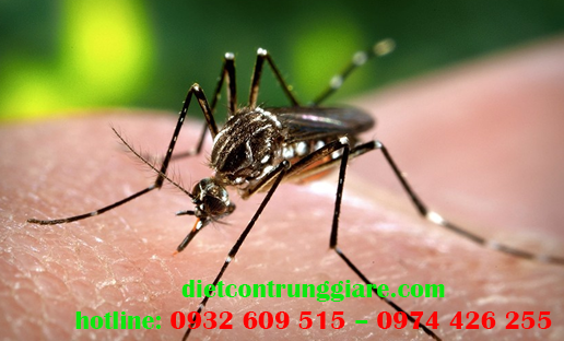 Dịch vụ diệt muỗi tại quận 7 giá rẻ