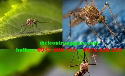 Dịch vụ diệt muỗi tại quận 4 giá rẻ
