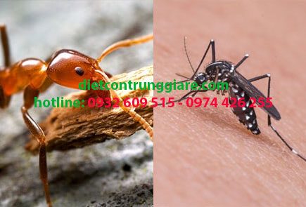 Top 4 côn trùng gây hại trong nhà