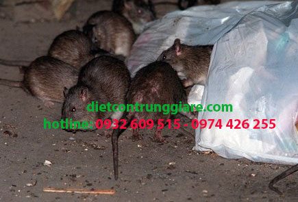 Dịch vụ diệt chuột tại quận Bình Tân giá rẻ